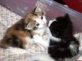 caramel 06-04 009